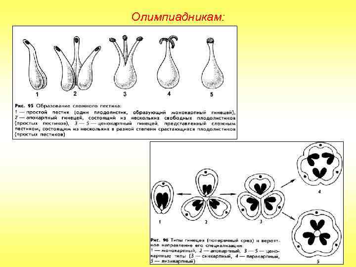 Олимпиадникам: 