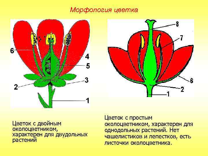 Морфология цветка Цветок с двойным околоцветником, характерен для двудольных растений Цветок с простым околоцветником,