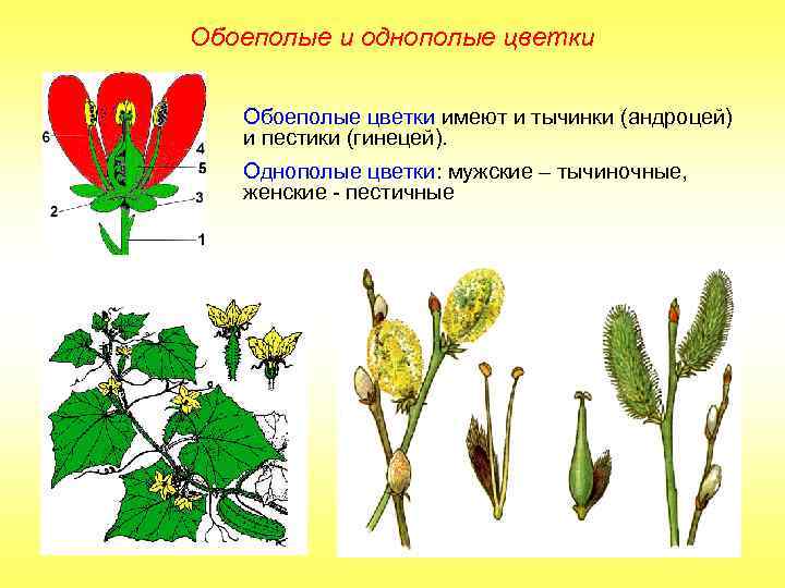 Обоеполые и однополые цветки Обоеполые цветки имеют и тычинки (андроцей) и пестики (гинецей). Однополые