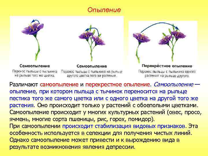 Опыление Различают самоопыление и перекрестное опыление. Самоопыление — опыление, при котором пыльца с тычинок