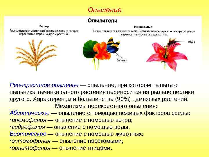 Опыление Перекрестное опыление — опыление, при котором пыльца с пыльника тычинки одного растения переносится