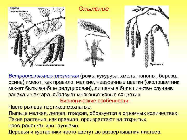 Опыление Ветроопыляемые растения (рожь, кукуруза, хмель, тополь , береза, осина) имеют, как правило, мелкие,