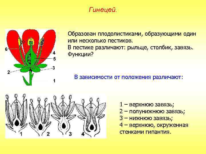 Гинецей. Образован плодолистиками, образующими один или несколько пестиков. В пестике различают: рыльце, столбик, завязь.