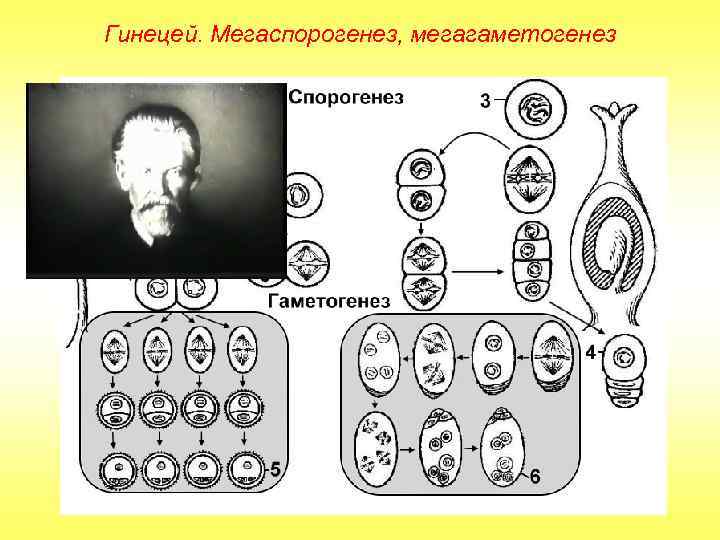 Гинецей. Мегаспорогенез, мегагаметогенез 