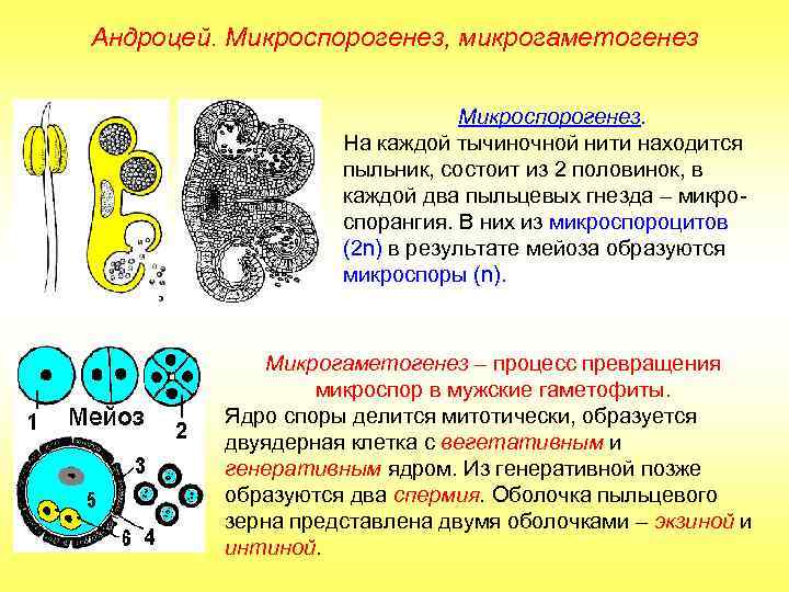 Андроцей. Микроспорогенез, микрогаметогенез Микроспорогенез. На каждой тычиночной нити находится пыльник, состоит из 2 половинок,