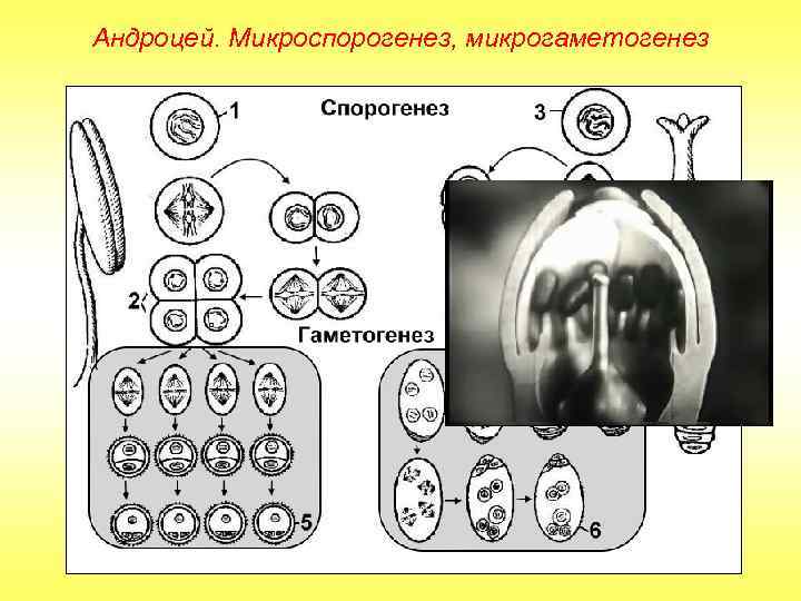 Андроцей. Микроспорогенез, микрогаметогенез 