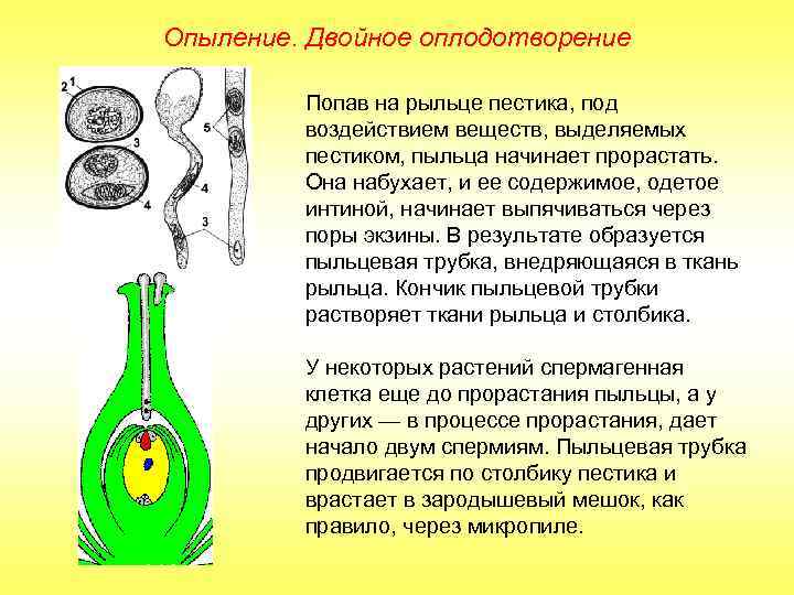 Двойное оплодотворение 1 2