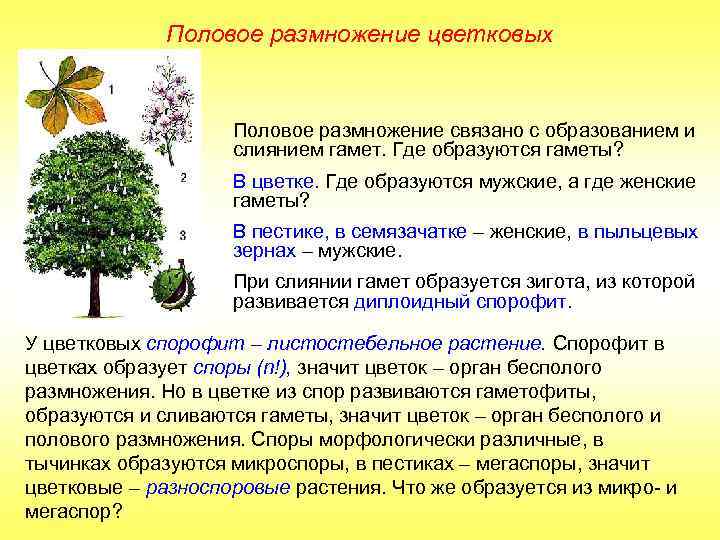 Половое размножение цветковых Половое размножение связано с образованием и слиянием гамет. Где образуются гаметы?