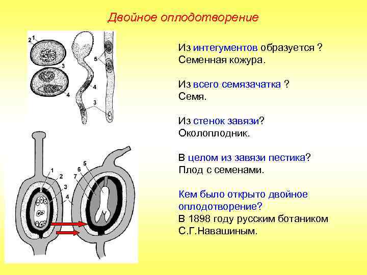 Двойное оплодотворение Из интегументов образуется ? Семенная кожура. Из всего семязачатка ? Семя. Из