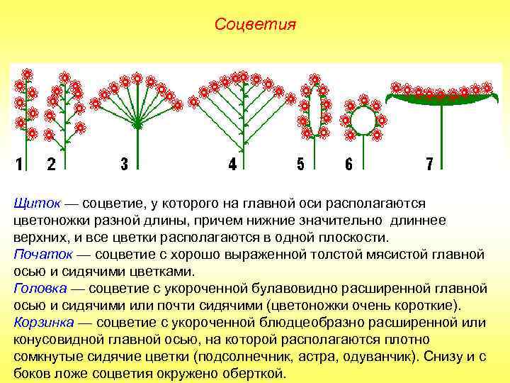 Соцветия Щиток — соцветие, у которого на главной оси располагаются цветоножки разной длины, причем