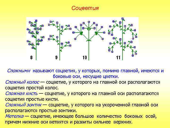 Соцветия Сложными называют соцветия, у которых, помимо главной, имеются и боковые оси, несущие цветки.