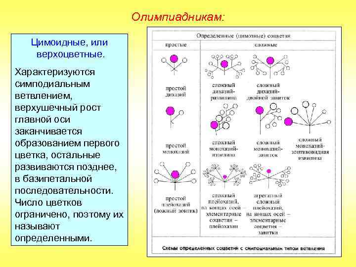 Олимпиадникам: Цимоидные, или верхоцветные. Характеризуются симподиальным ветвлением, верхушечный рост главной оси заканчивается образованием первого