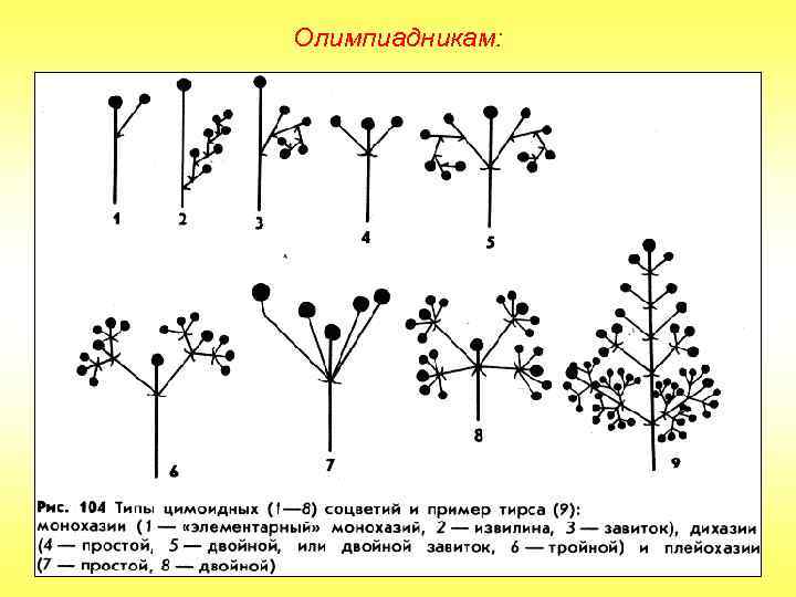 Олимпиадникам: 
