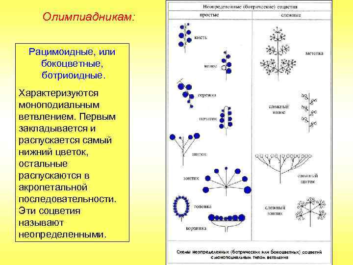 Олимпиадникам: Рацимоидные, или бокоцветные, ботриоидные. Характеризуются моноподиальным ветвлением. Первым закладывается и распускается самый нижний