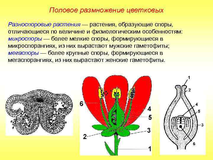 Половое размножение цветковых Разноспоровые растения — растения, образующие споры, отличающиеся по величине и физиологическим