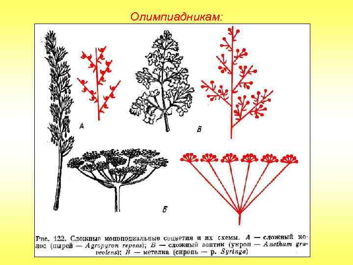 Олимпиадникам: 