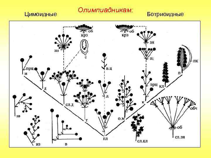 Цимоидные Олимпиадникам: Ботриоидные 