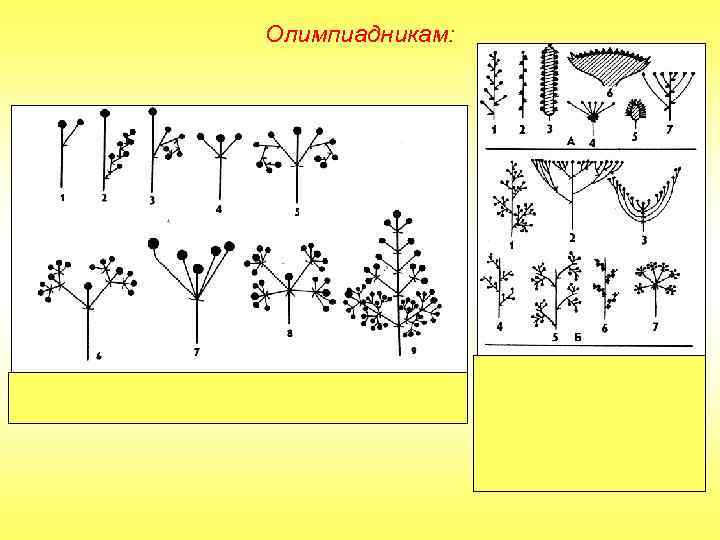 Олимпиадникам: 
