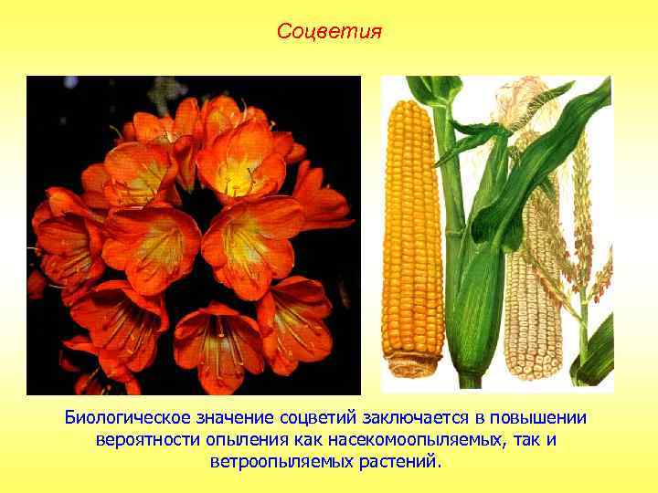 Соцветия Биологическое значение соцветий заключается в повышении вероятности опыления как насекомоопыляемых, так и ветроопыляемых