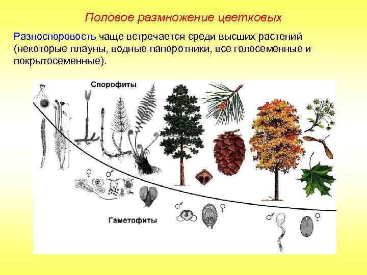 Половое размножение цветковых Разноспоровость чаще встречается среди высших растений (некоторые плауны, водные папоротники, все