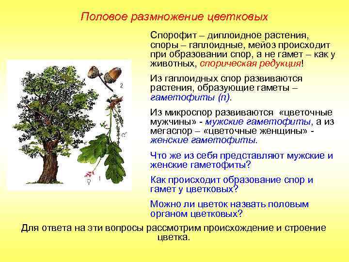 Половое размножение цветковых Спорофит – диплоидное растения, споры – гаплоидные, мейоз происходит при образовании