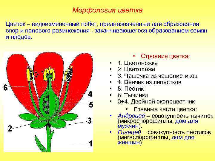 Морфология цветка Цветок – видоизмененный побег, предназначенный для образования спор и полового размножения ,