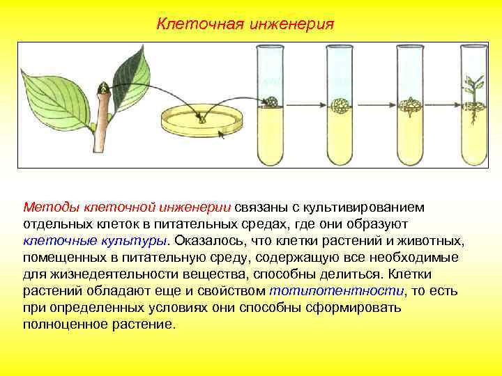 Клеточная инженерия Методы клеточной инженерии связаны с культивированием отдельных клеток в питательных средах, где