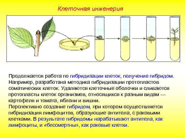 Клеточная инженерия Продолжается работа по гибридизации клеток, получение гибридом. Например, разработана методика гибридизации протопластов