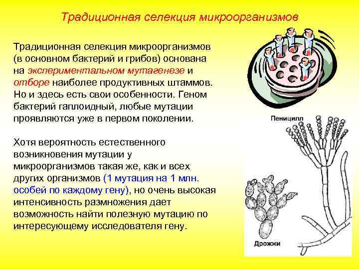 Традиционная селекция микроорганизмов (в основном бактерий и грибов) основана на экспериментальном мутагенезе и отборе