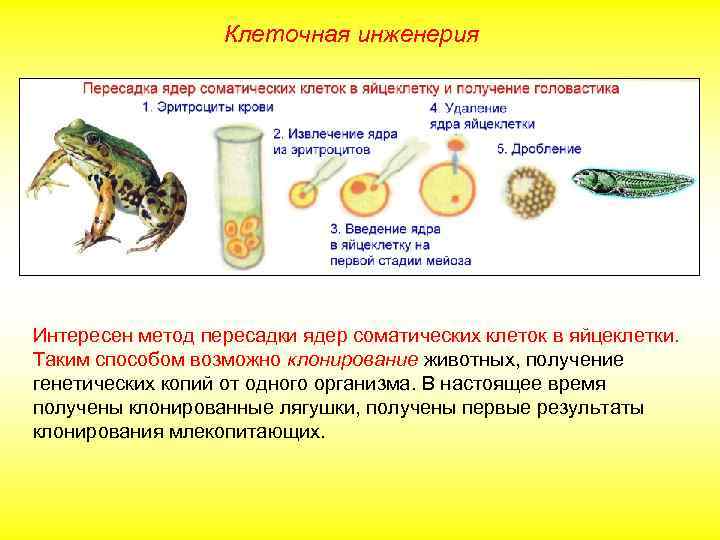 Клеточная инженерия Интересен метод пересадки ядер соматических клеток в яйцеклетки. Таким способом возможно клонирование