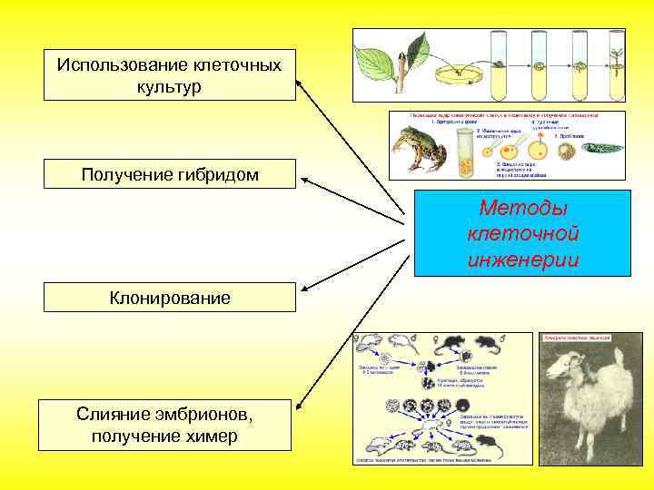 Использование клеточных культур Получение гибридом Методы клеточной инженерии Клонирование Слияние эмбрионов, получение химер 