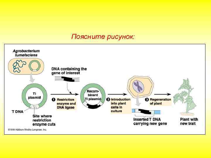 Поясните рисунок: 