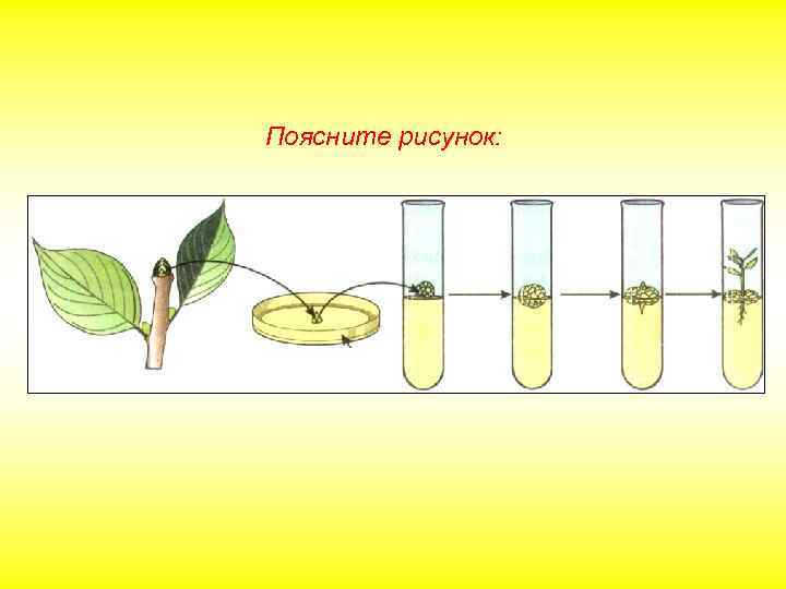 Поясните рисунок: 