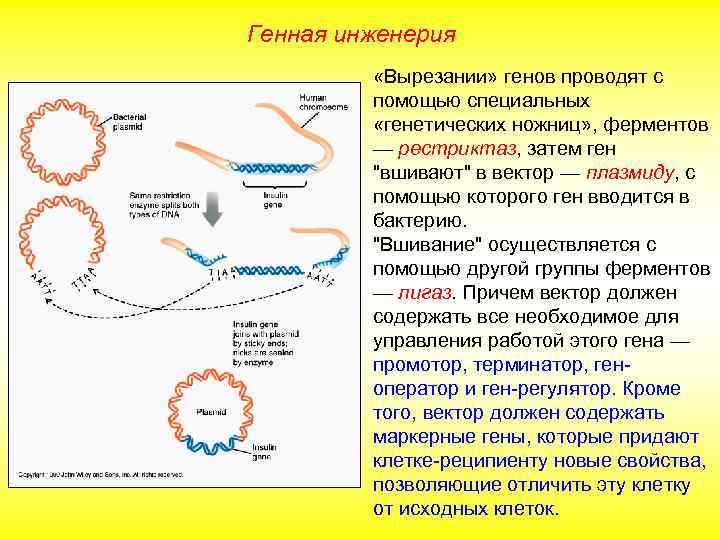 Генная инженерия «Вырезании» генов проводят с помощью специальных «генетических ножниц» , ферментов — рестриктаз,