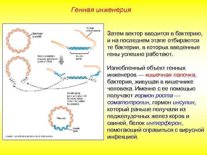 Генная инженерия Затем вектор вводится в бактерию, и на последнем этапе отбираются те бактерии,