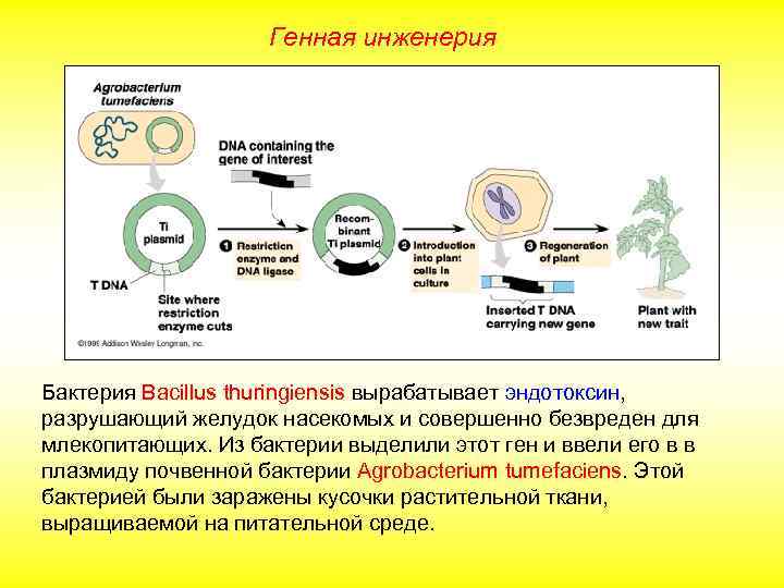 Генная инженерия Бактерия Bacillus thuringiensis вырабатывает эндотоксин, разрушающий желудок насекомых и совершенно безвреден для