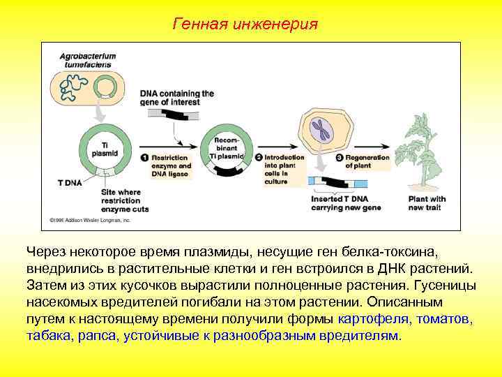 Генная инженерия Через некоторое время плазмиды, несущие ген белка-токсина, внедрились в растительные клетки и