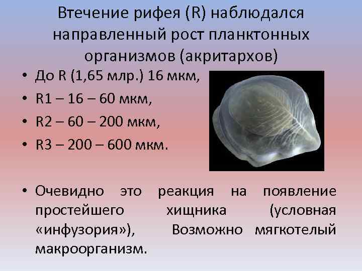  • • Втечение рифея (R) наблюдался направленный рост планктонных организмов (акритархов) До R