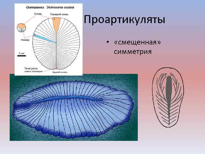 Проартикуляты • «смещенная» симметрия 