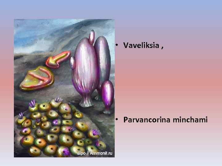  • Vaveliksia , • Parvancorina minchami 