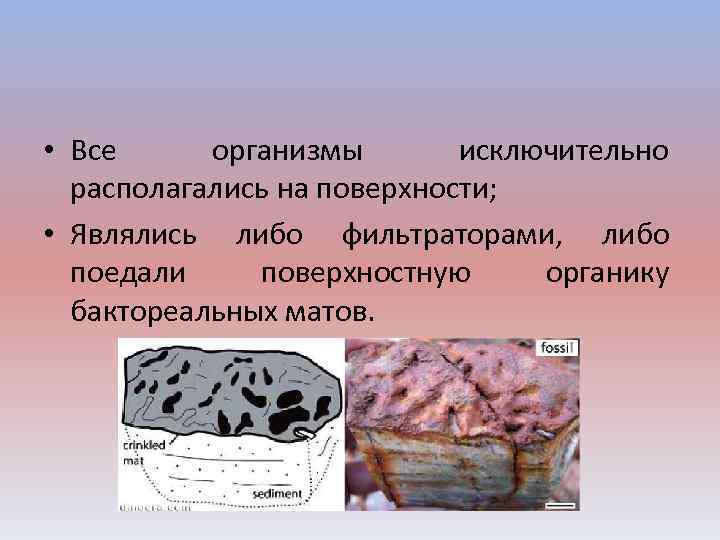  • Все организмы исключительно располагались на поверхности; • Являлись либо фильтраторами, либо поедали