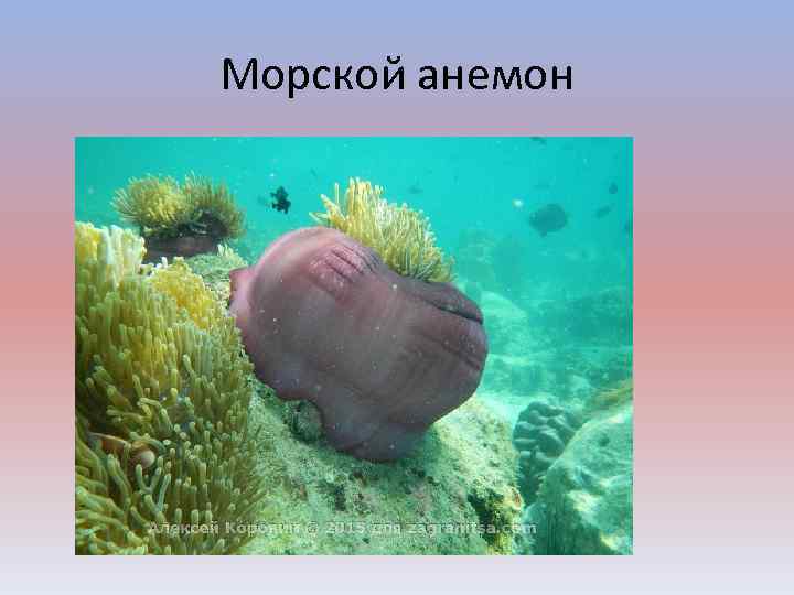 Морской анемон 