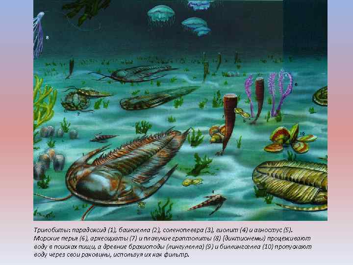 Трилобиты: парадоксид (1), баилиелла (2), соленоплевра (3), гиолит (4) и агностус (5). Морские перья