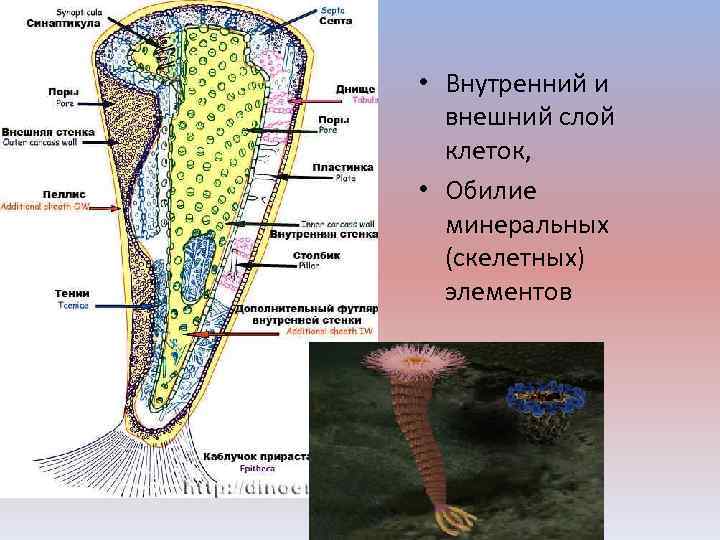  • Внутренний и внешний слой клеток, • Обилие минеральных (скелетных) элементов 