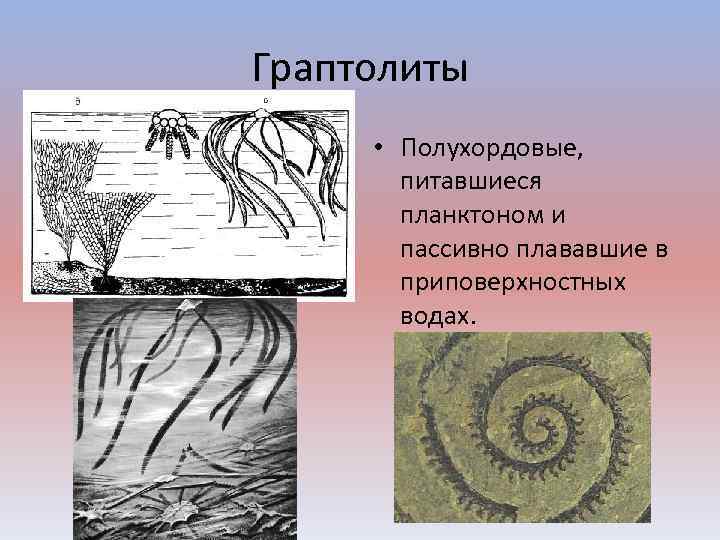 Граптолиты • Полухордовые, питавшиеся планктоном и пассивно плававшие в приповерхностных водах. 