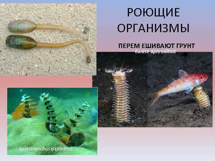 РОЮЩИЕ ОРГАНИЗМЫ ПЕРЕМ ЕШИВАЮТ ГРУНТ Eunice aphroditois Spirobranchus giganteus 