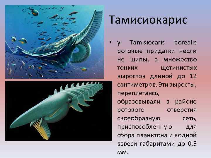 Тамисиокарис • у Tamisiocaris borealis ротовые придатки несли не шипы, а множество тонких щетинистых