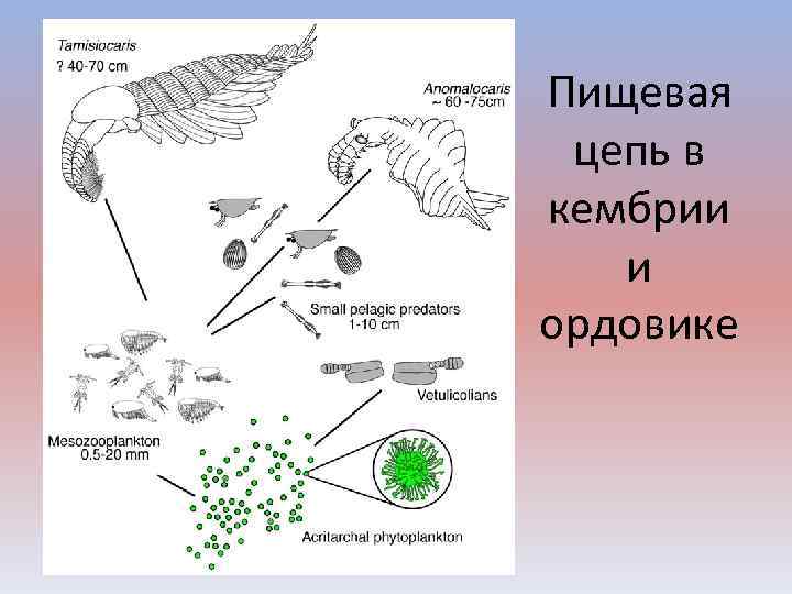 Пищевая цепь в кембрии и ордовике 