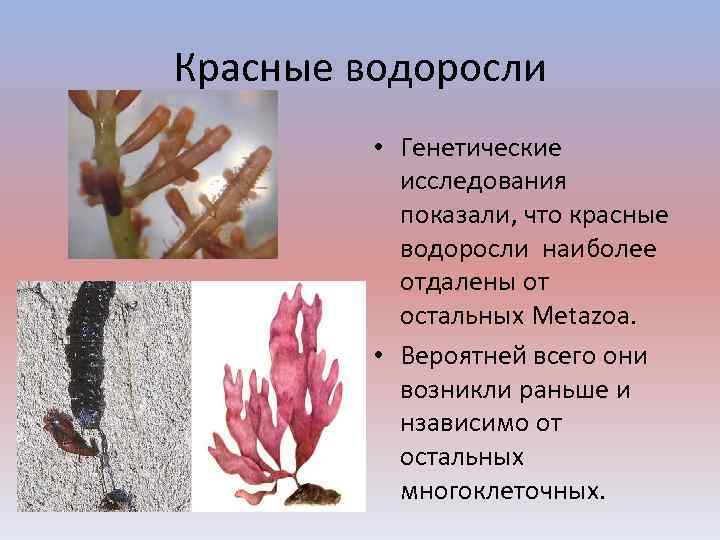 Красные водоросли • Генетические исследования показали, что красные водоросли наиболее отдалены от остальных Metazoa.