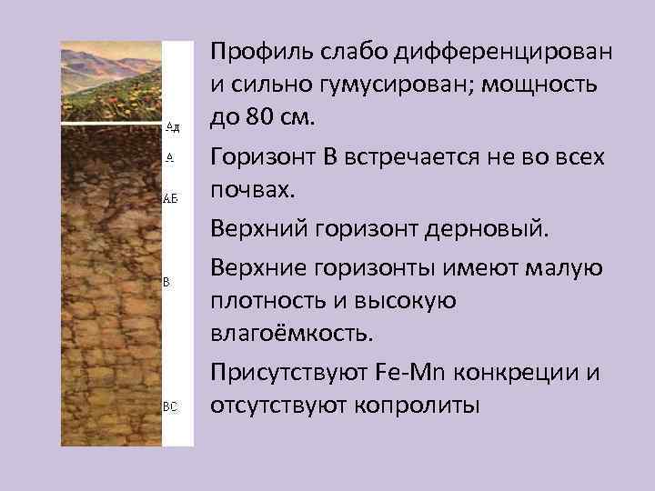  • Профиль слабо дифференцирован и сильно гумусирован; мощность до 80 см. • Горизонт